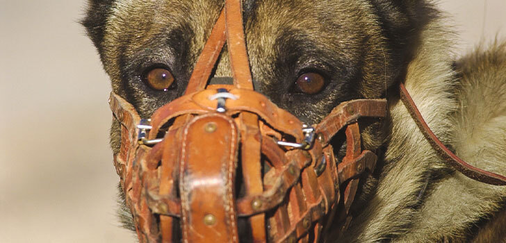Muzzle Fighting for Police Service Dogs
