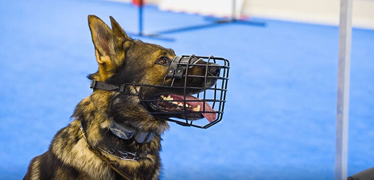 Conditioning Your Dog to a Muzzle