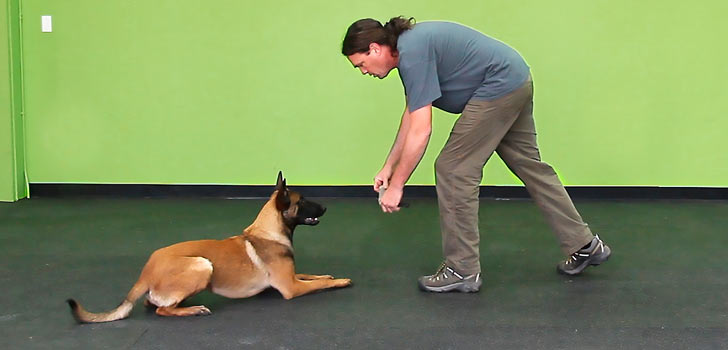 The Principles of Dog Training II