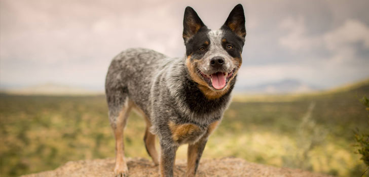 Hiking Etiquette with Your Dogs