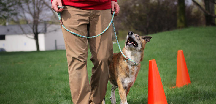 Introduction To Rally Obedience