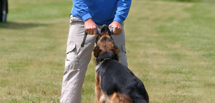 Baxter Dog Collar PM #DogsStuffHolder  Baxter dog, Dog accessories, Dog  training