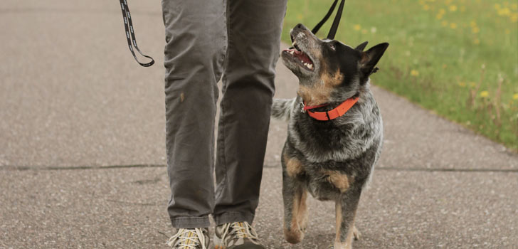 Remote Collar Training for the Pet Owner