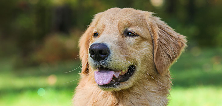 Golden retriever dog panting