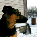 Aslan, a medium sized black and brown dog